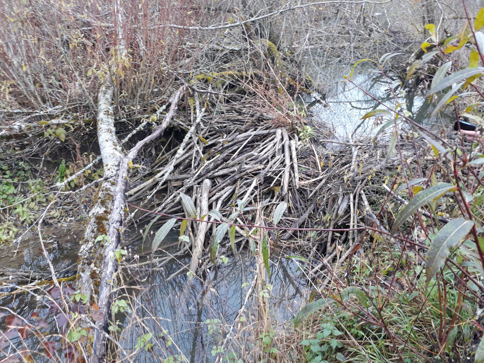 Galeriebild: WhatsApp Image 2022 06 05 at 16.58.33 (1)